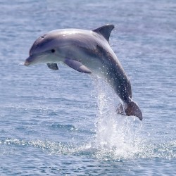 Dolphin Swimming Georgeham, Devon